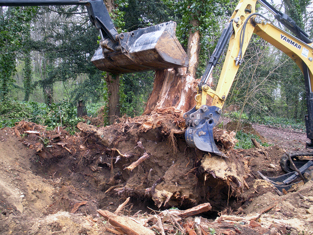 Dessouchage arbre : enlèvement de souche par HNB en Normandie