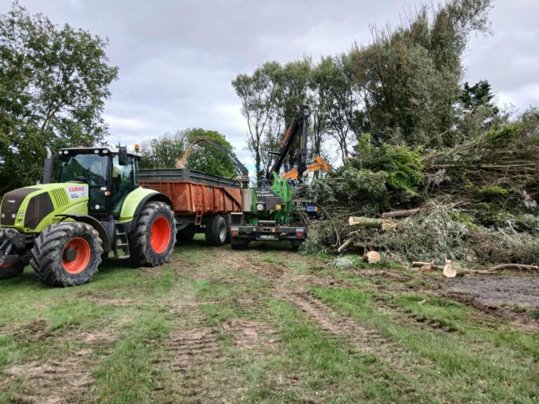 démontage d’arbres dépérissants