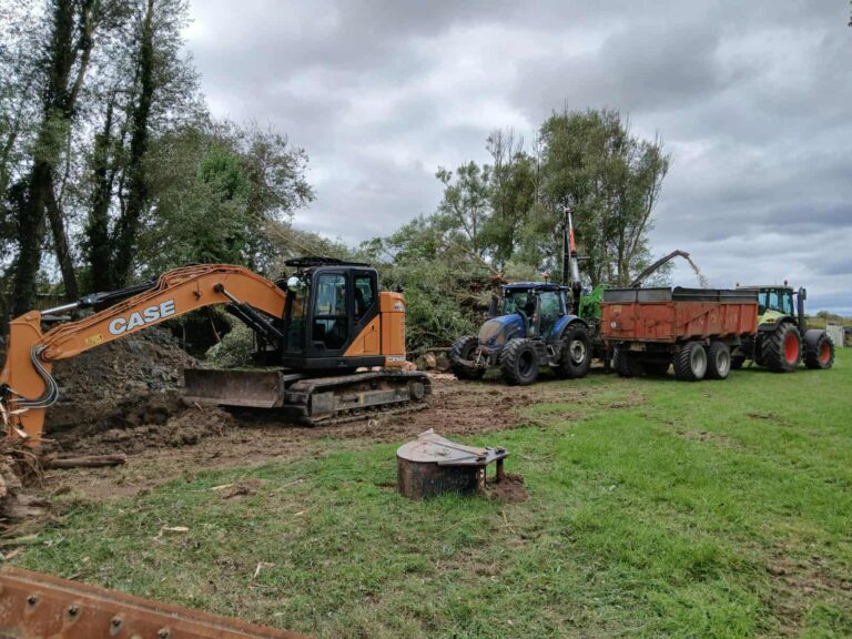 démontage d’arbres dépérissants