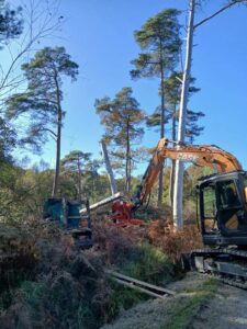 Cisaille forestière utilisée pour l’abattage sécurisé d’arbres par Horizon Nature et Bois