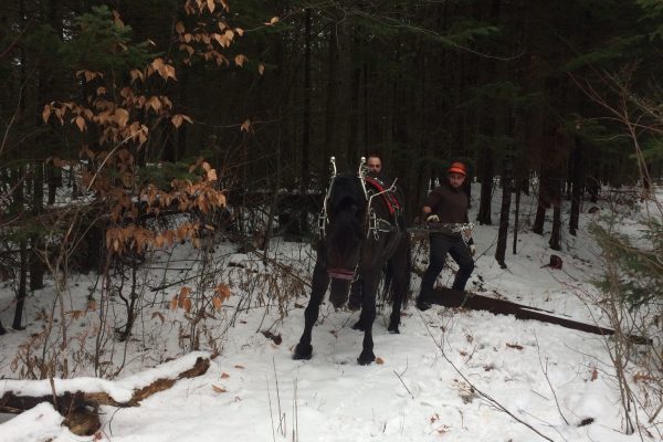 débardage bois à cheval bûcheronnage travaux forestiers