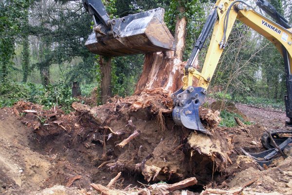 Dessouchage souche cypres arrachage enlevement foret extraction