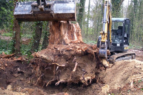 Dessouchage souche cypres arrachage enlevement suppression foret extraction pelleteuse