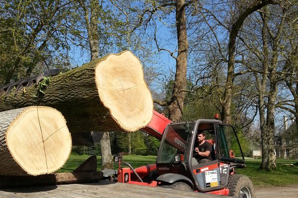 Grume scierie bois travaux forestiers coupe abattage foret bucheron normandie caen calvados