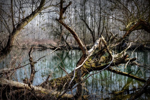 nettoyage bords de rivières